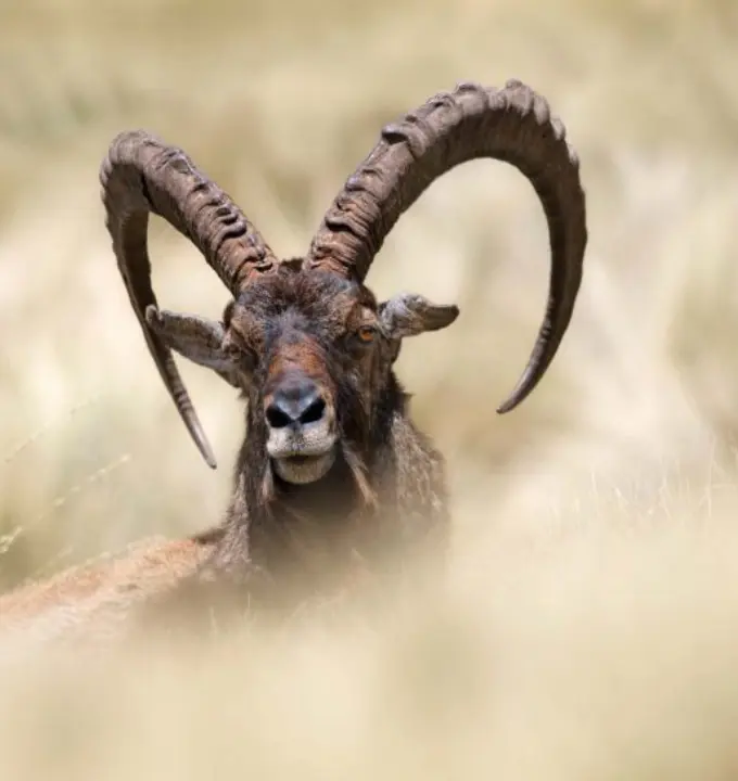 Gondar, Lalibela & Semien Mmountain Adventure - Explore Ethiopia’s royal castl...