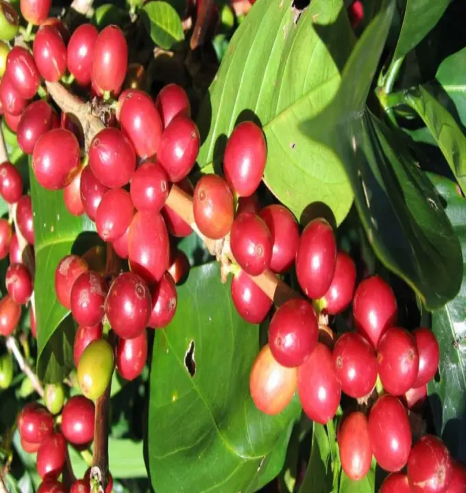 14-Day Ethiopia Coffee Farm Adventure - A 14-day immersion into Ethiopia’s legendary coffee and tea traditions.